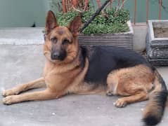 Black German Shepherd Puppies GSDP pedigree