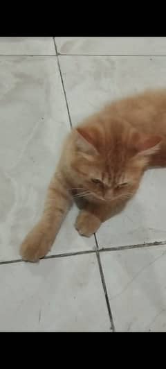 Adorable