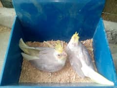 10 Cocktail Chicks Available for Handtamed