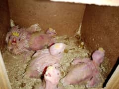 Common White Cocktail chicks for sale