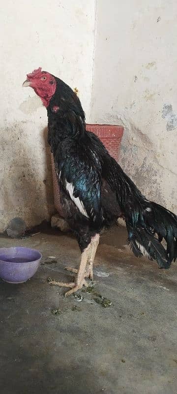 high quality Aseel patha 7