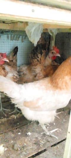 5 desi Hens For Sale