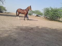 Horse for sale