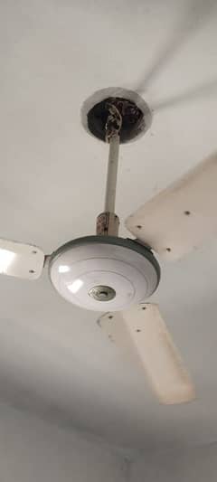 Royal Fan with cooper winding