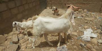 goat,