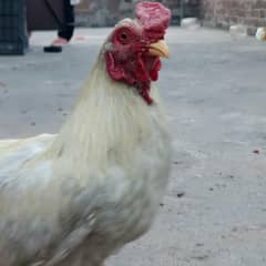 fancy bantum murga