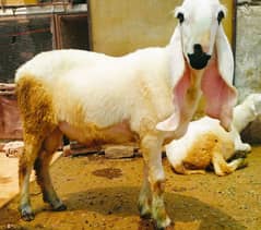 Qurbani