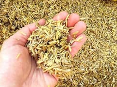 Clean Rice Husk (Chawal Ka Chilka) – Premium Quality