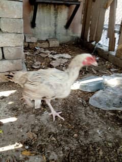 Desi and golden misri