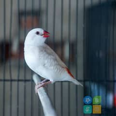 Diamond Finch silver