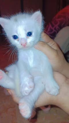 Persian