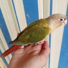 hand Tame & Free Fly tame Parrot