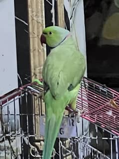 Tamed Green ringneck parrot