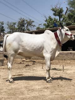 Qurbani K Janwar | Buffalo | Bull | Cow | Gay | bachra