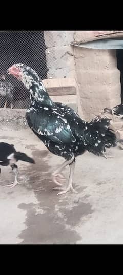 aseel murgi