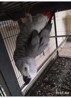 Grey Parrot pair