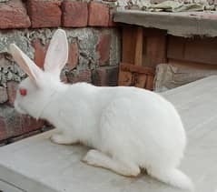 red eyes rabbit babies active and beautiful