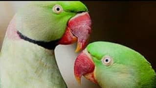 breeder raw parrots very healthy