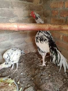 cheena pair eggs laying