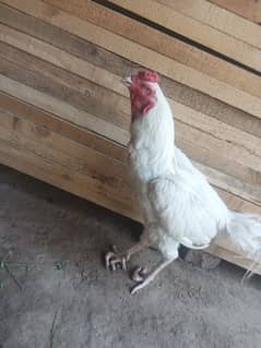 heera aseel  full ective