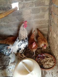 Desi 1 murga 3 murgia eggs de rhi hn