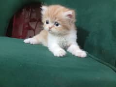 Adorable kittens male female both