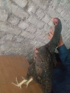 coller Shamo femil