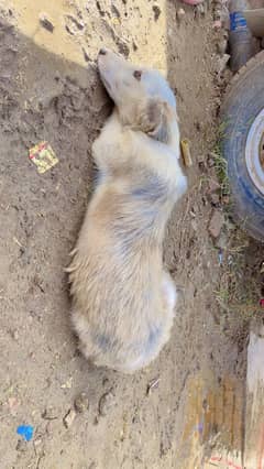 Greek kokoni dog female