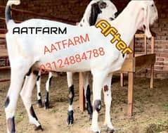 Top_quality_Bakra_for_sale