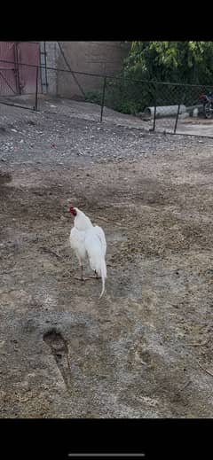 heeraaseel| patha |whitemadi| whitemale|whitefemale
