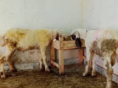 Desi Chatray for Qurbani