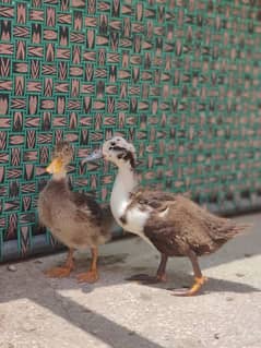 Ducks Pair (3month)