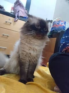 male cat