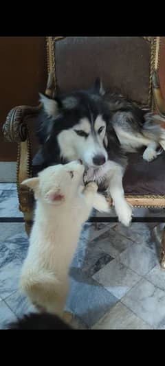 100٪ Siberian husky female puppies available
