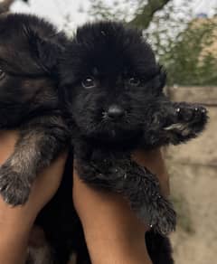 German Shepherd Puppies imported bloodline
