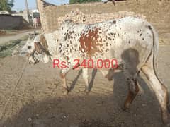 Qurbani