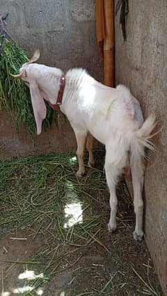 Andu ( Gulabi & Kapla ) male for sale