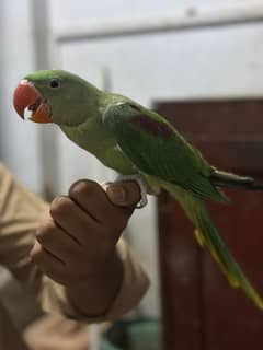 raw parrot bacha