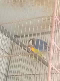 love bird