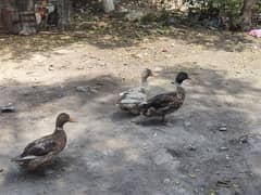 Duck for sale
