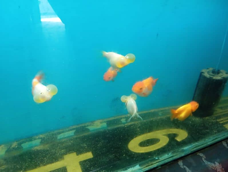 Japanese koi shubunkin rancho bubble eye goldfish mollies 4