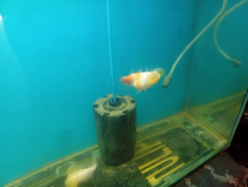 Japanese koi shubunkin rancho bubble eye goldfish mollies 5