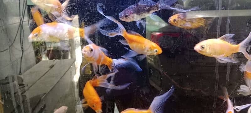 Japanese koi shubunkin rancho bubble eye goldfish mollies 7