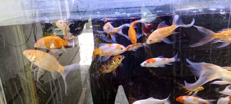 Japanese koi shubunkin rancho bubble eye goldfish mollies 2