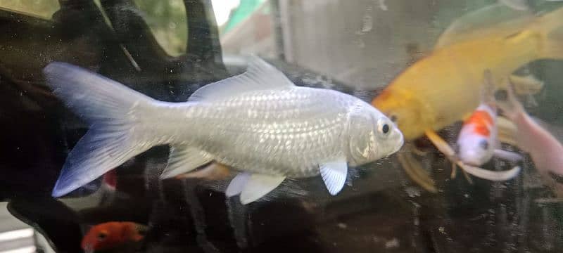 Japanese koi shubunkin rancho bubble eye goldfish mollies 6