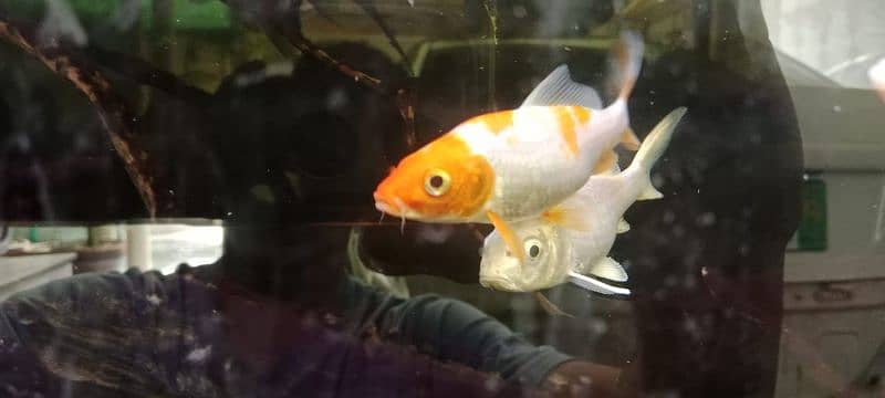 Japanese koi shubunkin rancho bubble eye goldfish mollies 0