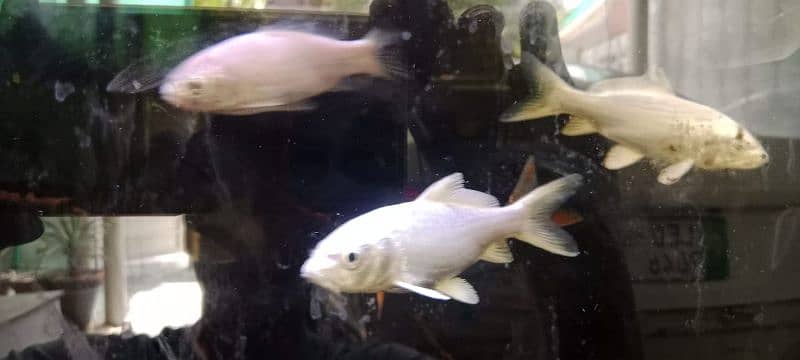 Japanese koi shubunkin rancho bubble eye goldfish mollies 1