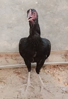 Mosli Madi