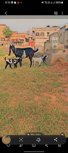 Desi Bakri with 2 baby male female for sale