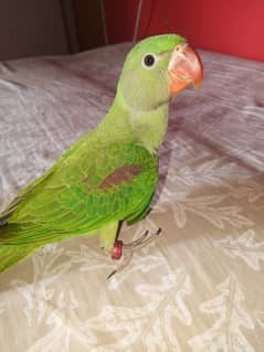 raw baby parrot
